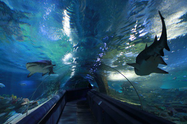 Tropicarium and Shark Zoo